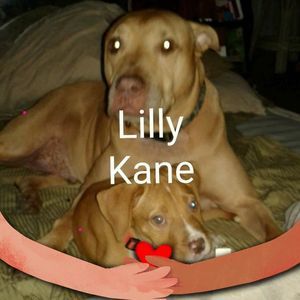 Meet your Posher, Victoria